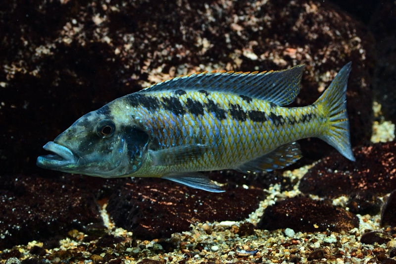 Lichnochromis acuticeps